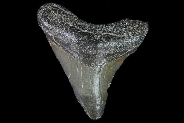 Juvenile Megalodon Tooth - Georgia #75444